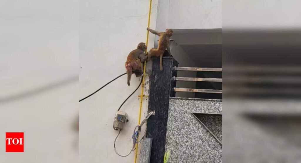 Where’s your action plan to prevent monkey-human conflict, HC asks | Noida News